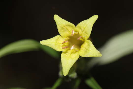 Lithospermum rzedowskii J. I. Cohen resmi