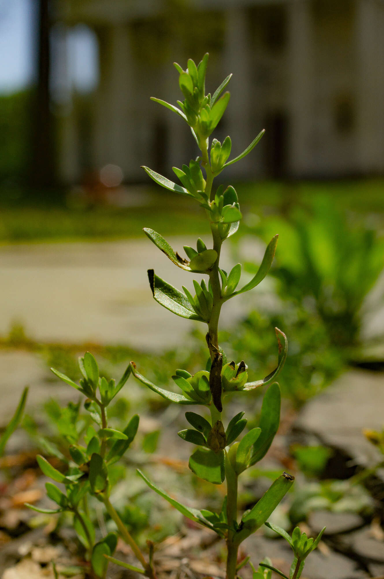 Image of neckweed