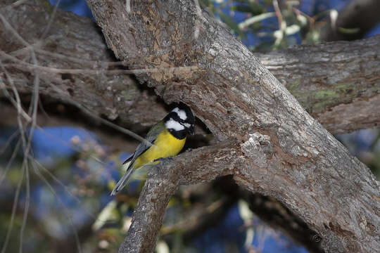 Image of Falcunculidae