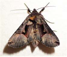 Image of Large Looper Moth, Broken-banded Y