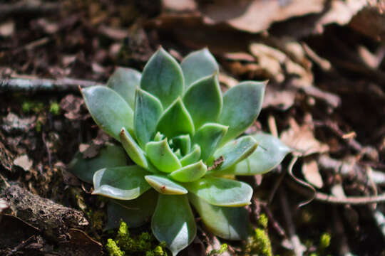 Image of Echeveria sessiliflora Rose