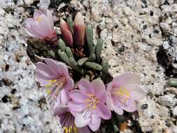 Image of Yosemite bitterroot