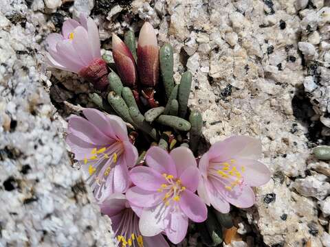 Image of Yosemite bitterroot