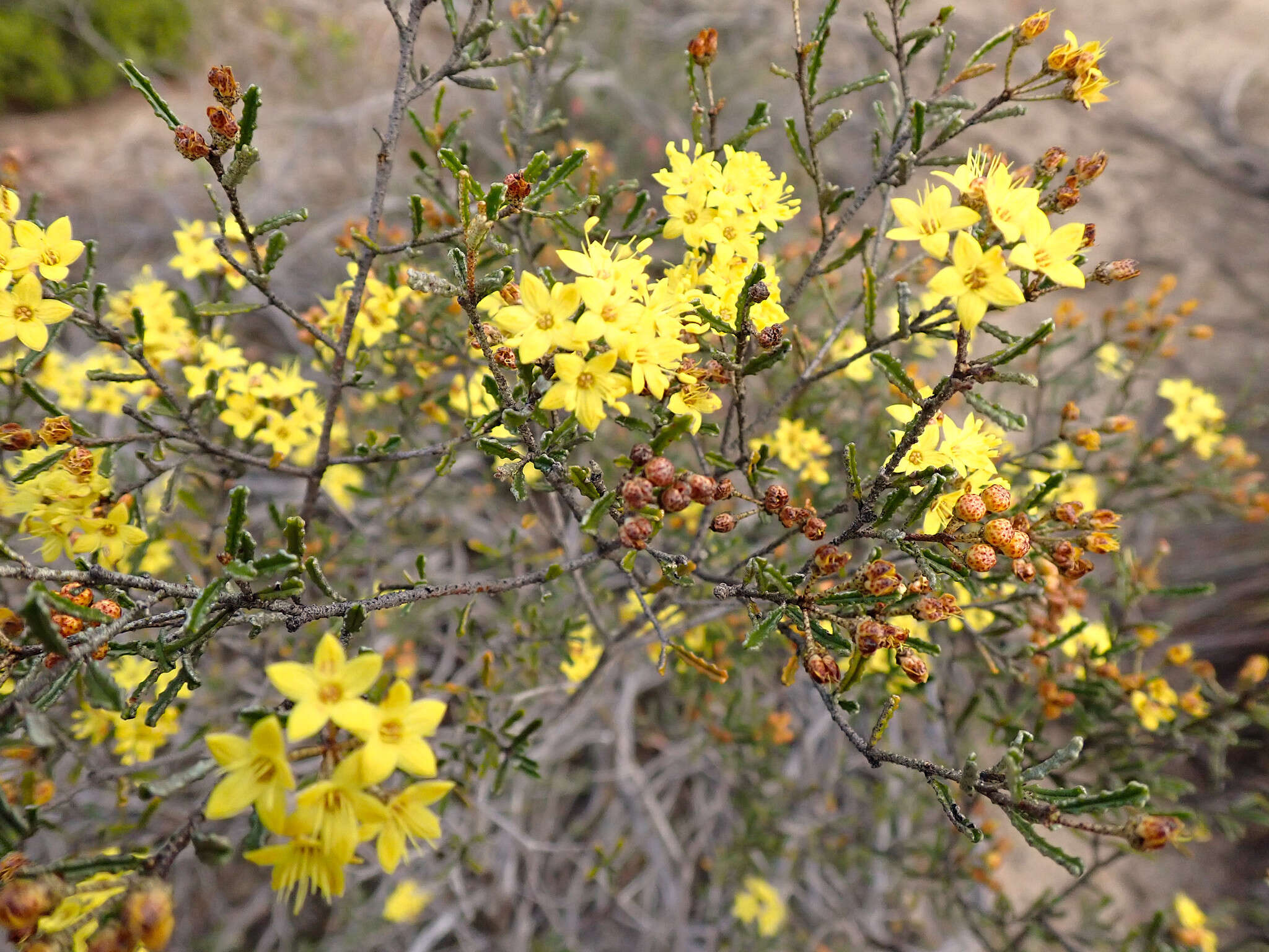 Image of Phebalium bullatum J. M. Black