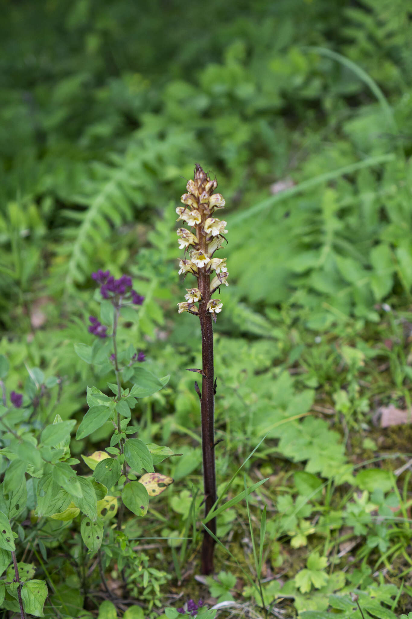 Imagem de Orobanche reticulata Wallr.