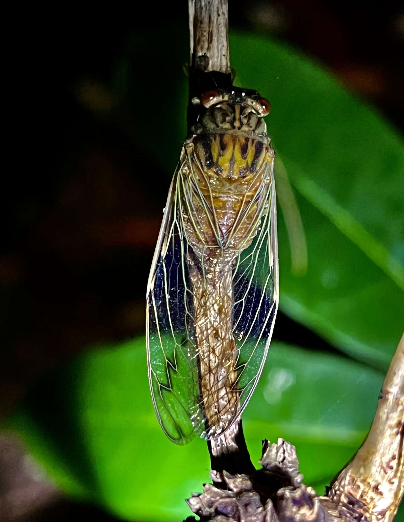 Imagem de Taiwanosemia hoppoensis (Matsumura 1907)