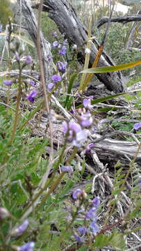 Image of Swainsona lessertiifolia DC.