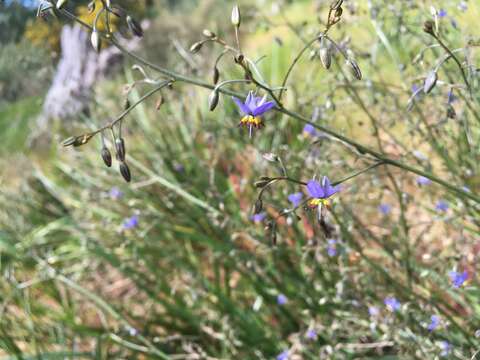 Image of Blueberry Flax Lily