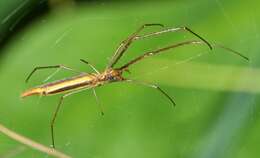 Image of Tetragnatha caudicula (Karsch 1879)