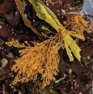 Image of Red alga