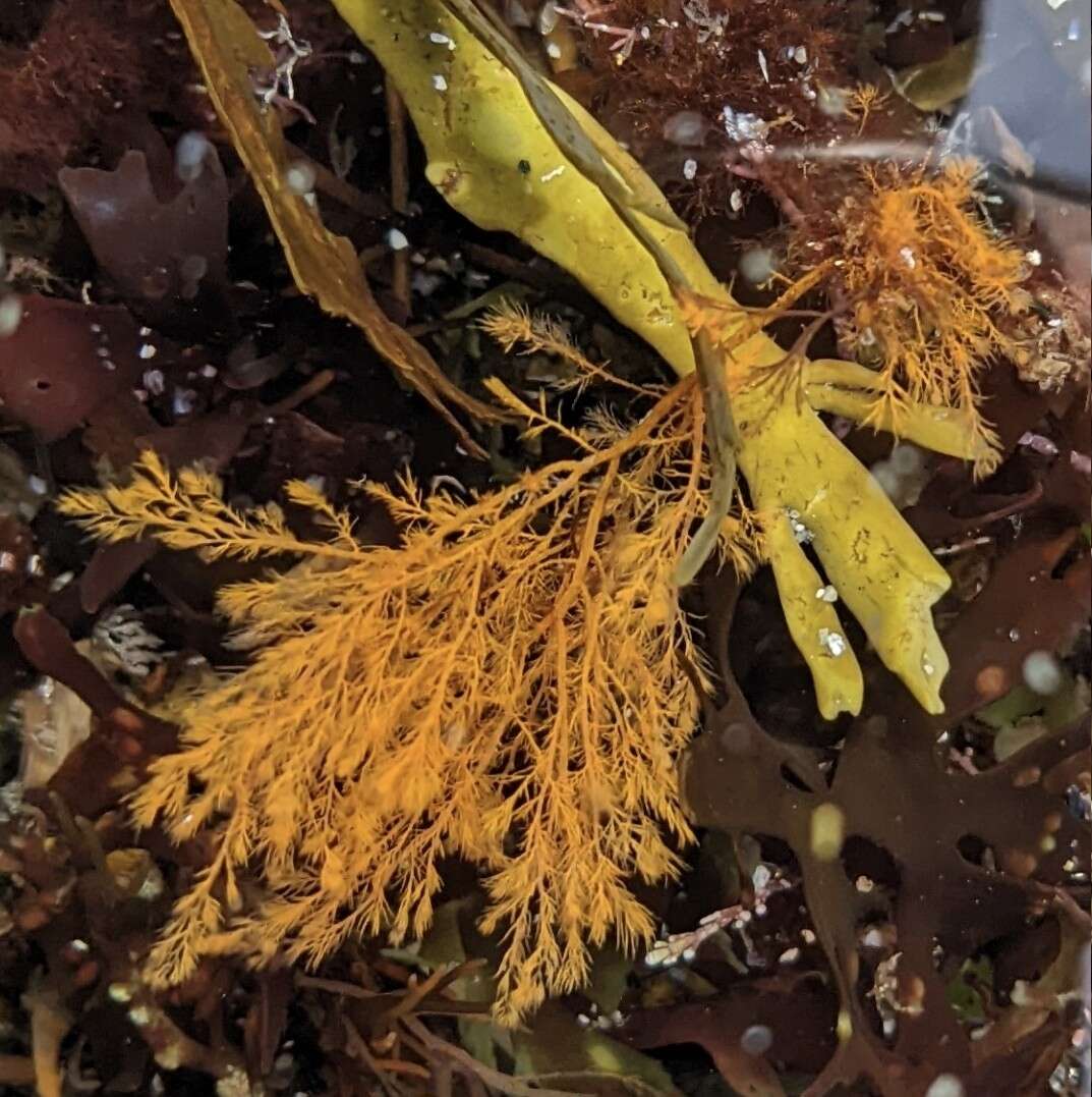 Image of Red alga