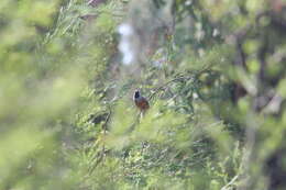 Image of Black-faced Monarch