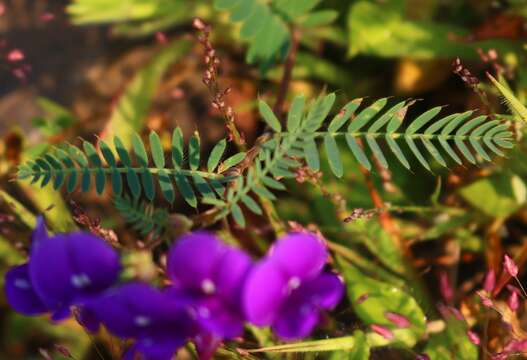 Слика од Smithia purpurea Hook.