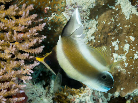 Image de Poisson cocher du Pacifique