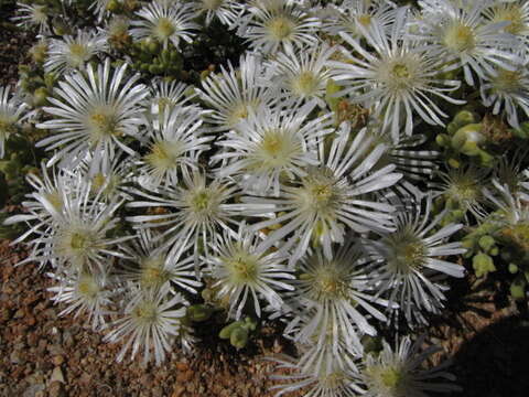 Imagem de Drosanthemum albens L. Bol.