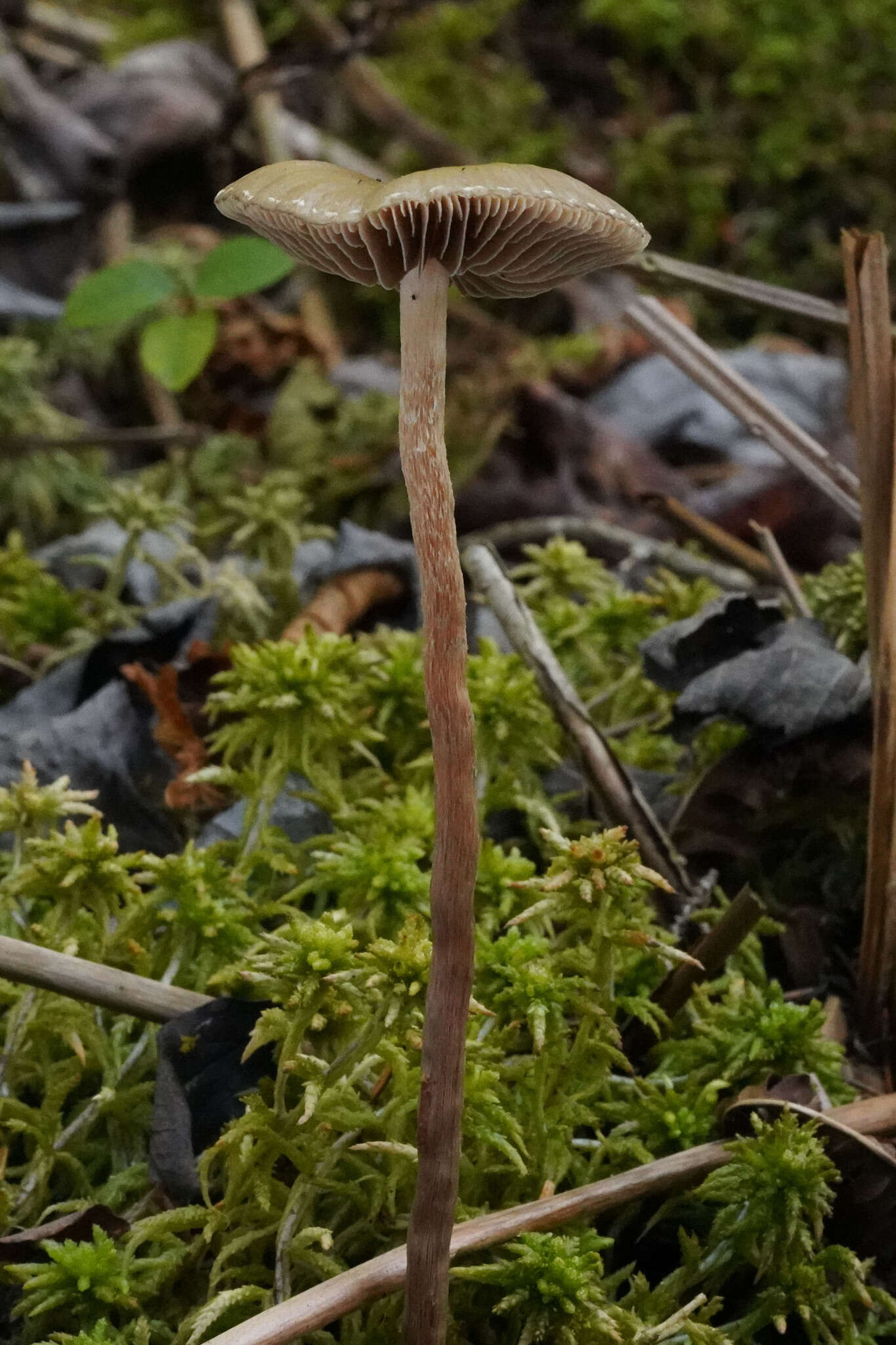 Image of Hypholoma myosotis (Fr.) M. Lange 1955