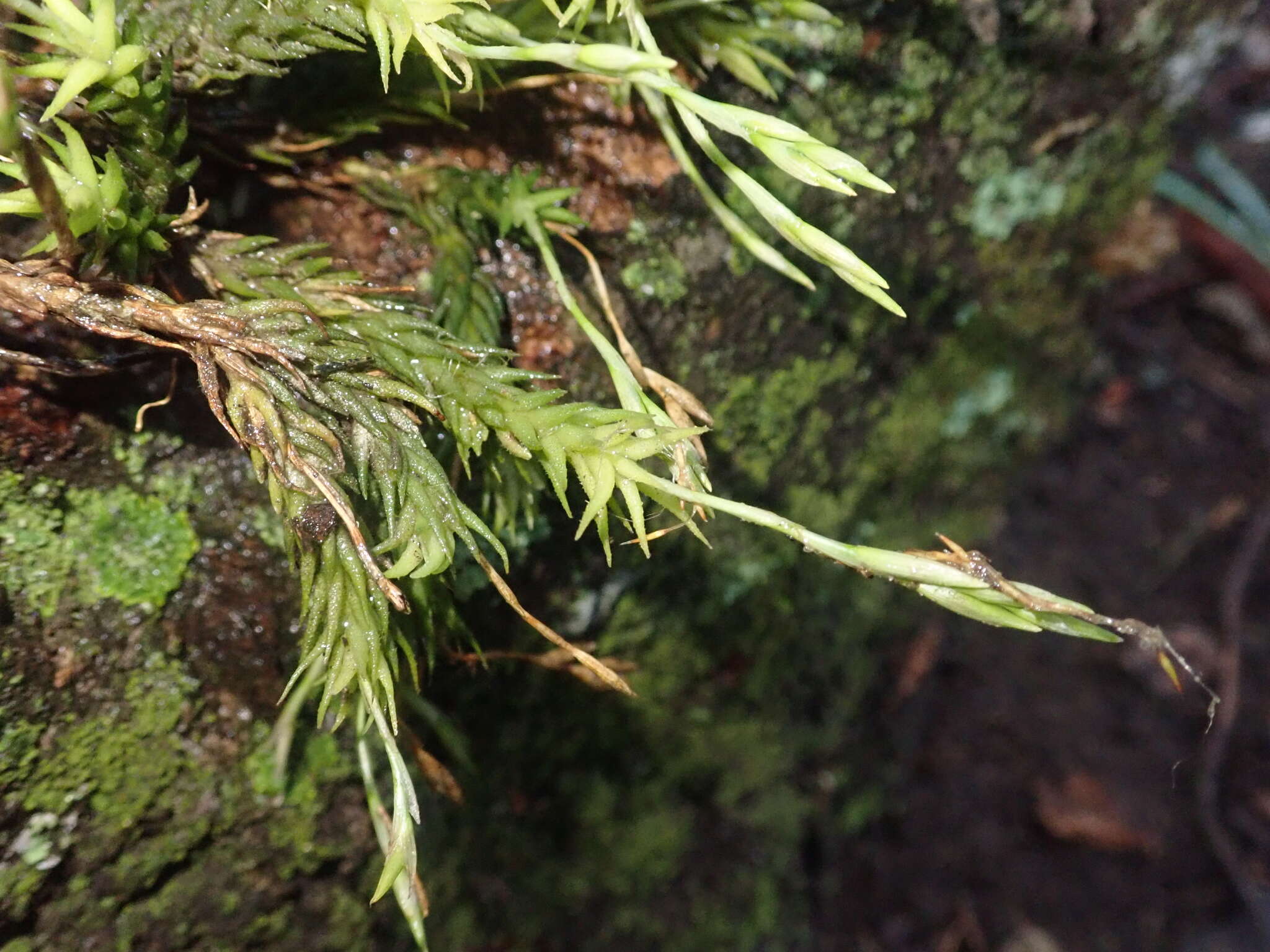 Image of Tillandsia tricholepis Baker