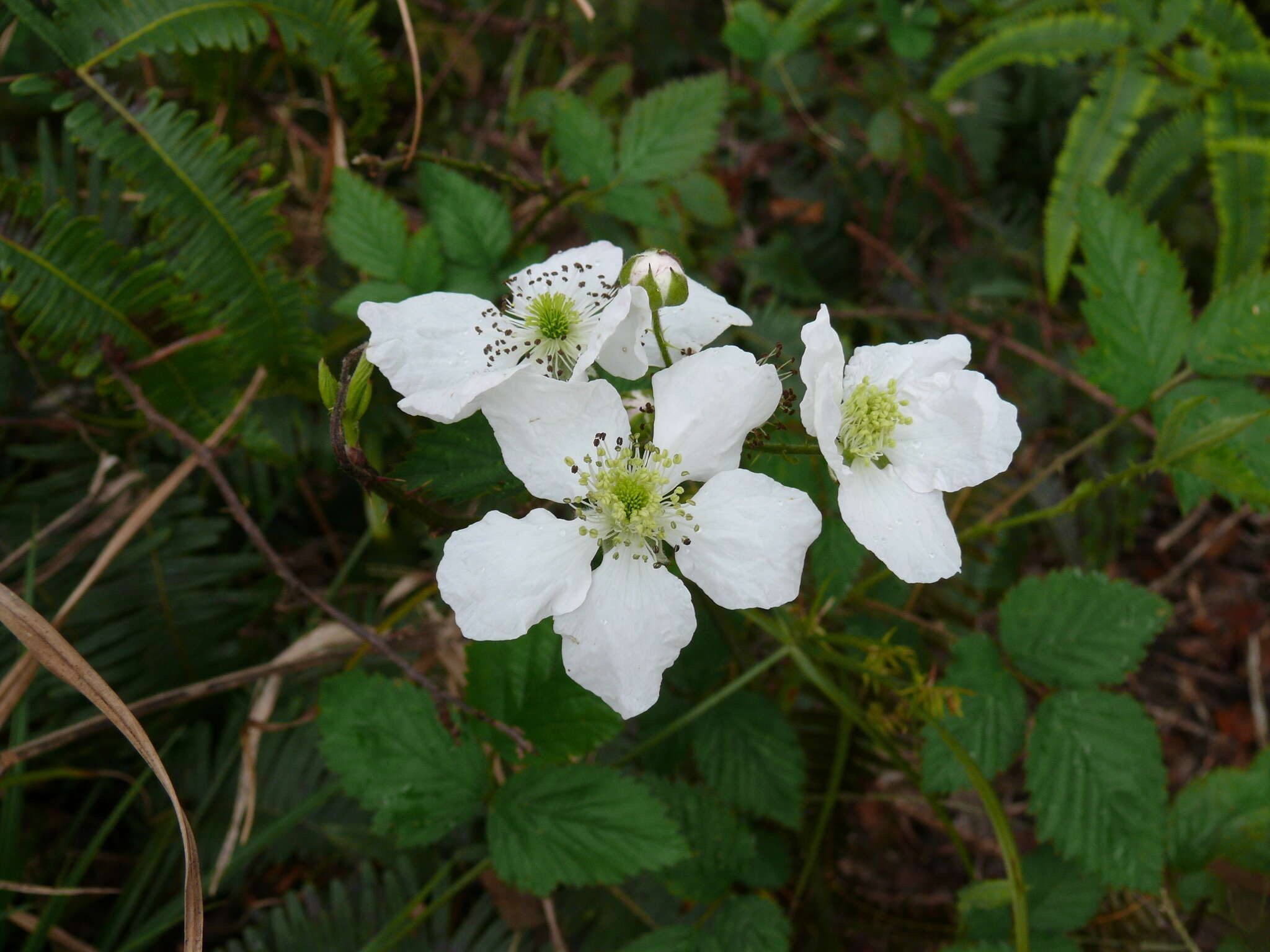 Sivun Rubus argutus Link kuva