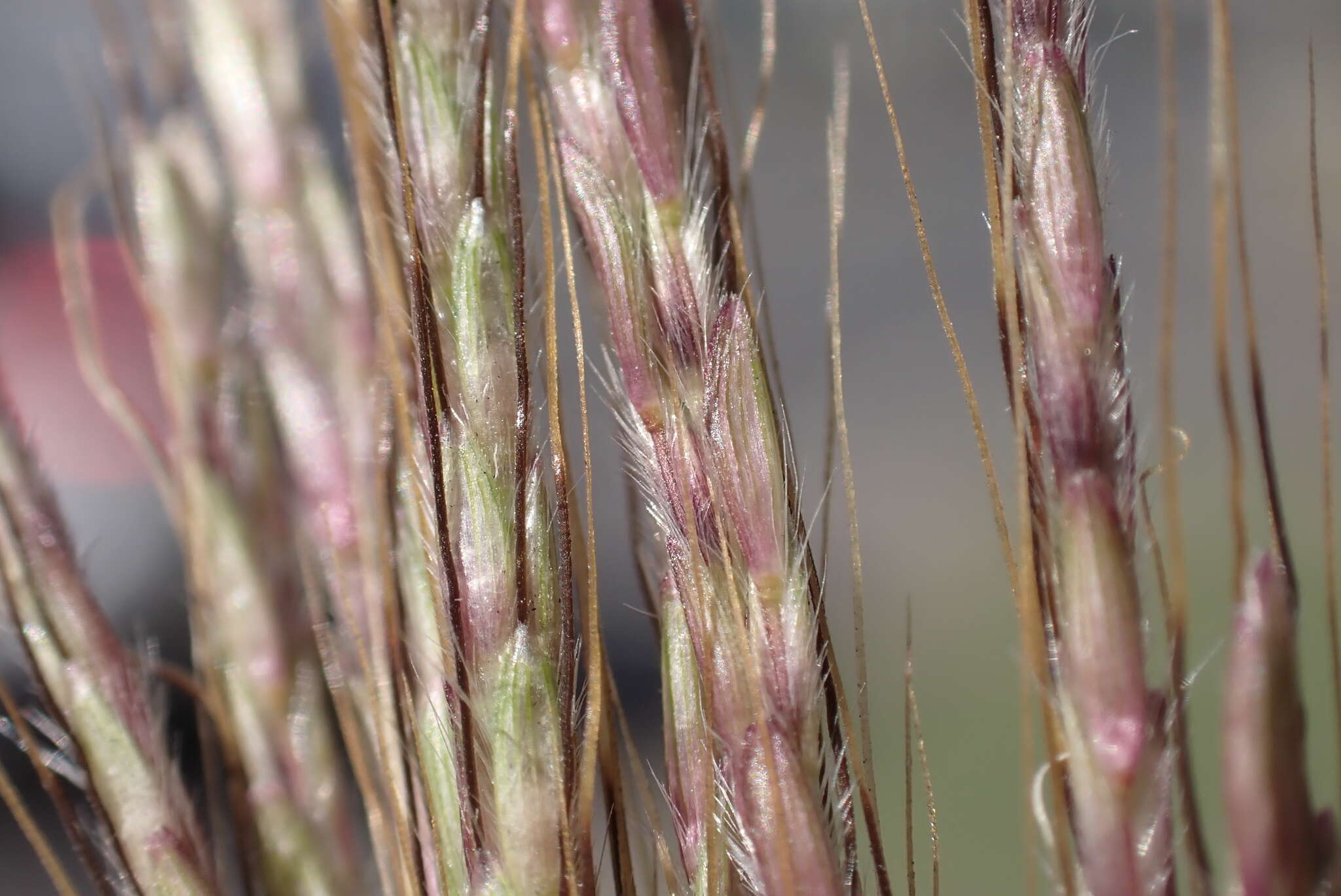 Plancia ëd Dichanthium annulatum var. annulatum