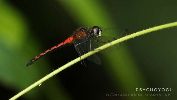 Imagem de Amphithemis Selys 1891