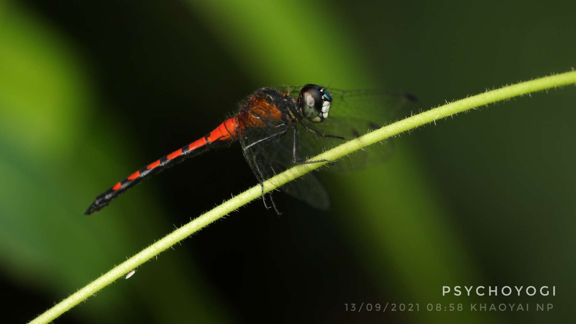 Image de Amphithemis curvistyla Selys 1891