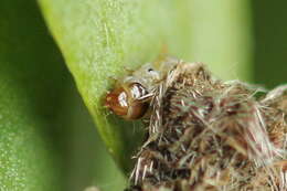 Imagem de Coleophora saturatella Stainton 1850