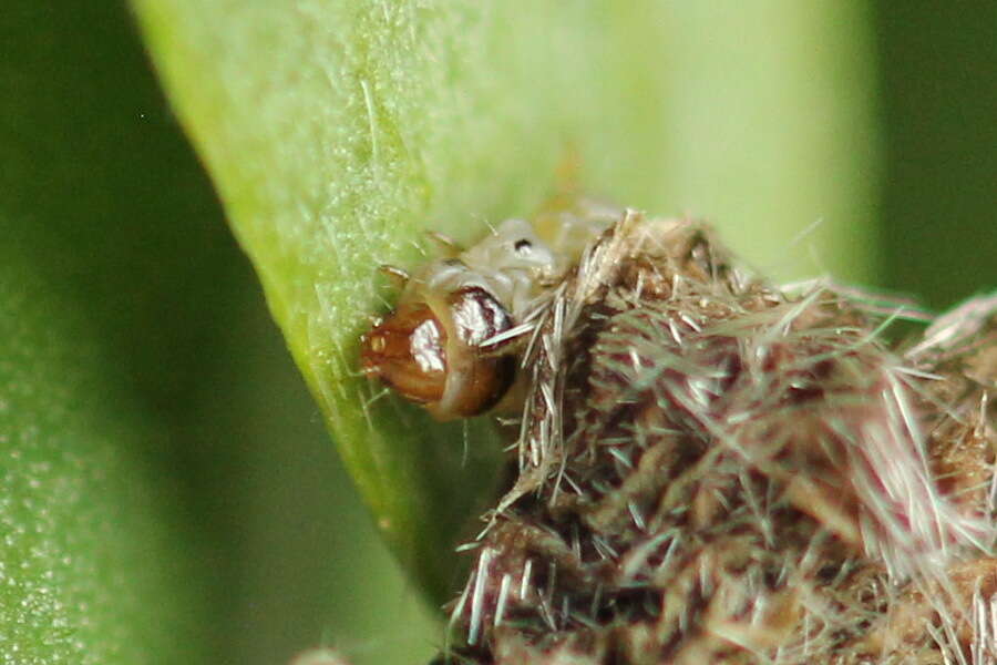 Imagem de Coleophora saturatella Stainton 1850