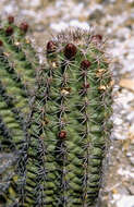 Image of Echinocereus gurneyi