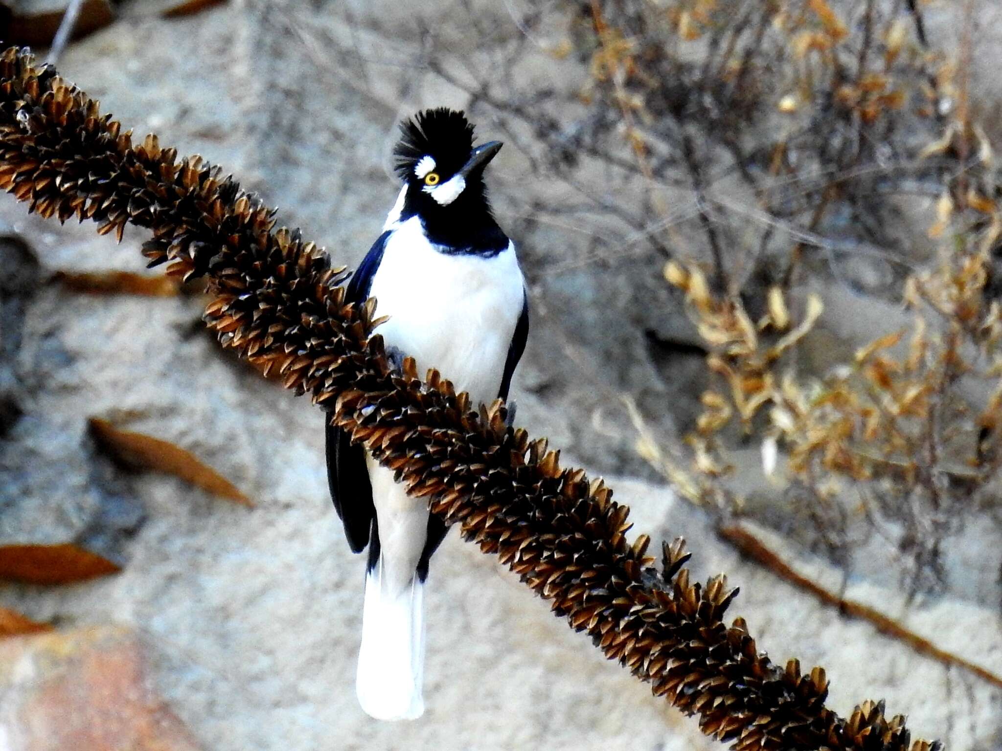 Imagem de Cyanocorax dickeyi Moore & RT 1935