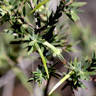 Image of Styphelia viridis Andr.