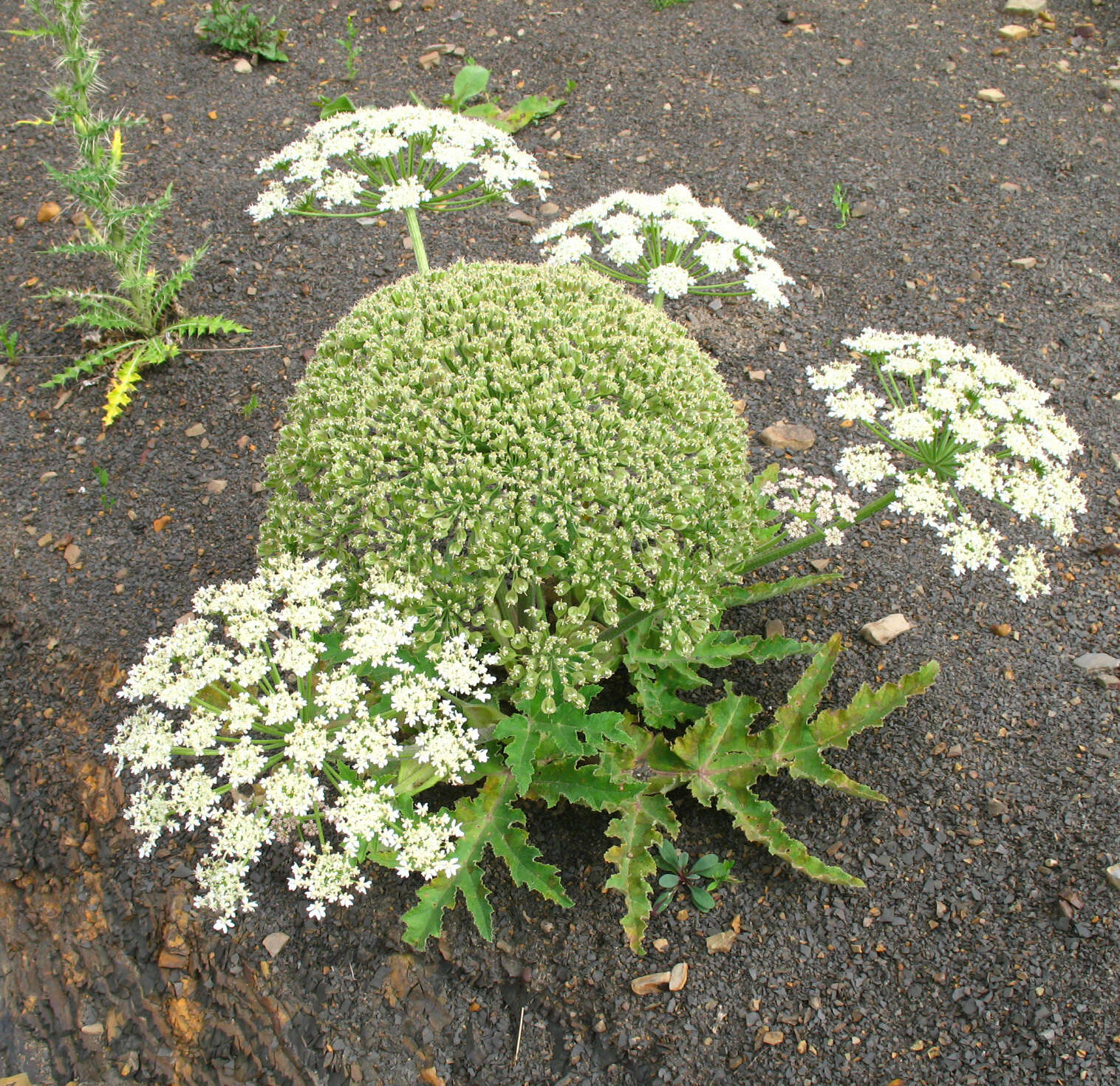 Image of Heracleum grandiflorum Stev. ex Bieb.