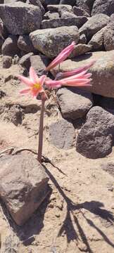 Image of Zephyranthes advena