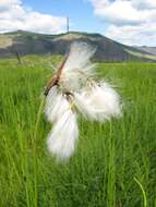 Image of tall cottongrass