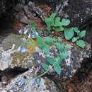 Image de Mertensia serrulata (Turcz.) DC.