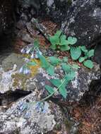 Image of Mertensia serrulata (Turcz.) DC.