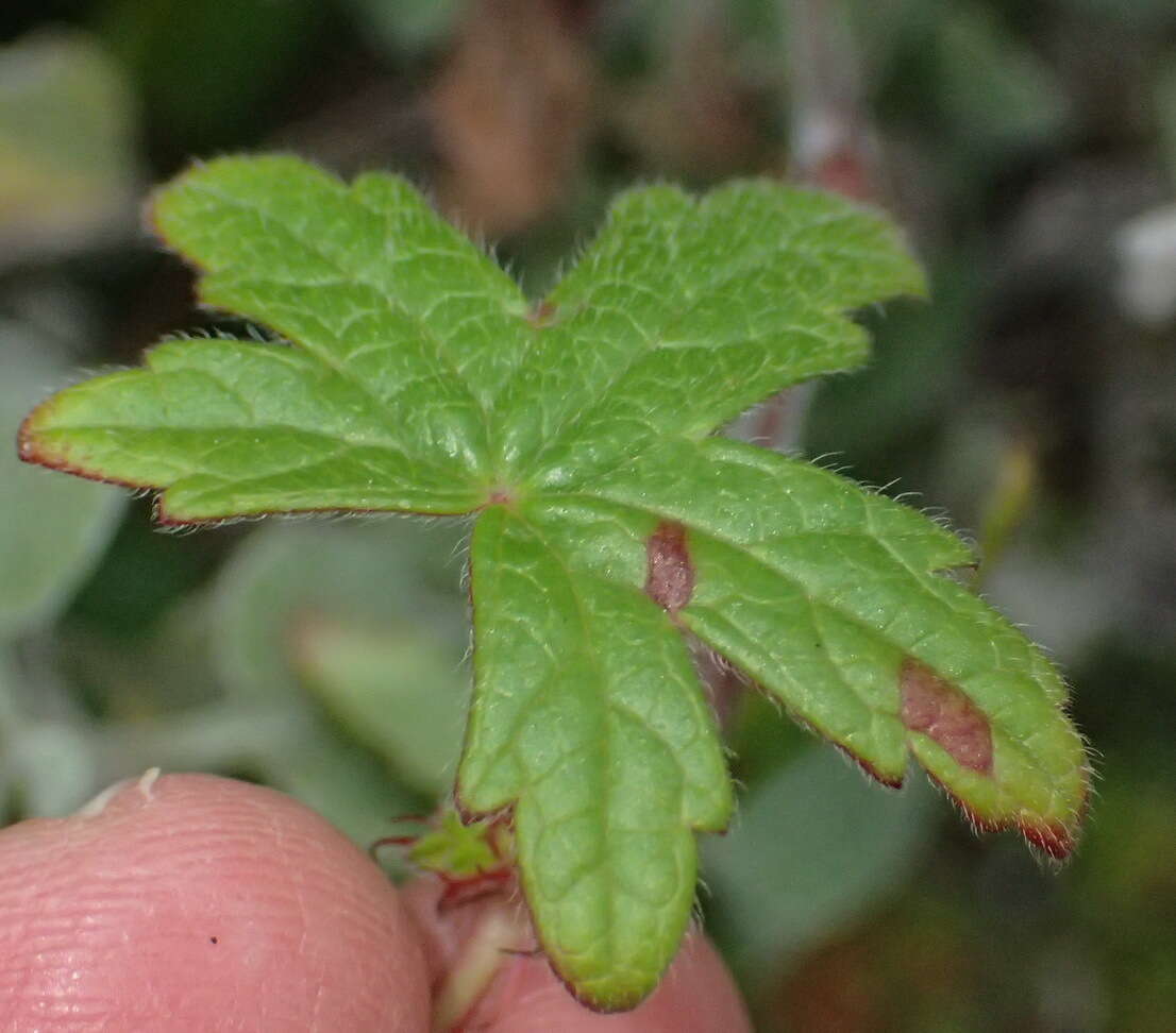 Imagem de Geranium ornithopodon Eckl. & Zeyh.