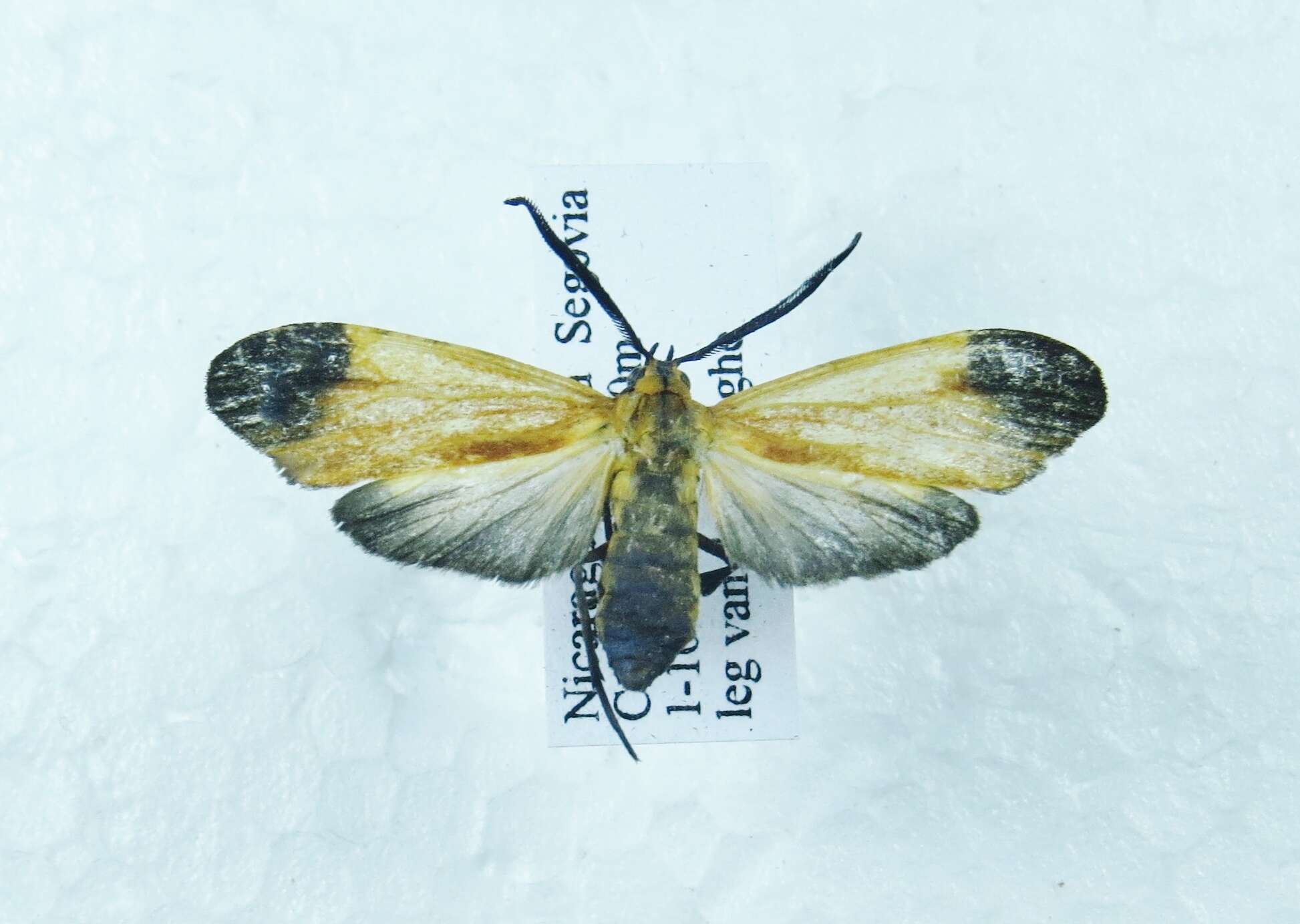 Image of Correbidia elegans Druce 1884