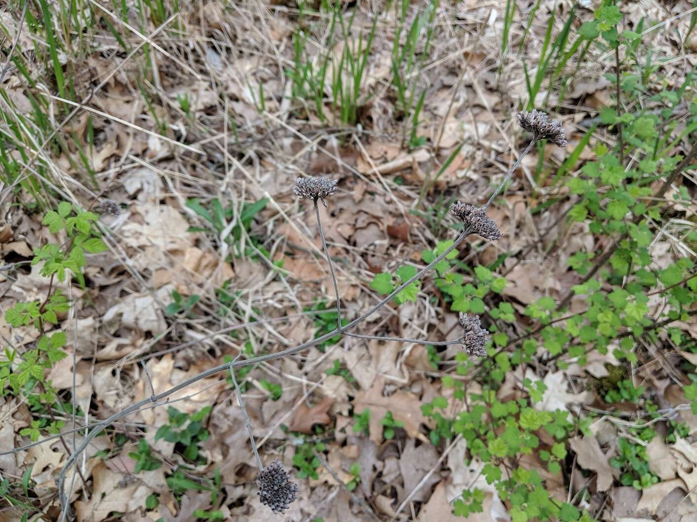 Image of hoary mountainmint