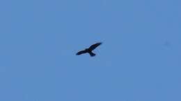 Image of Grey-faced Buzzard