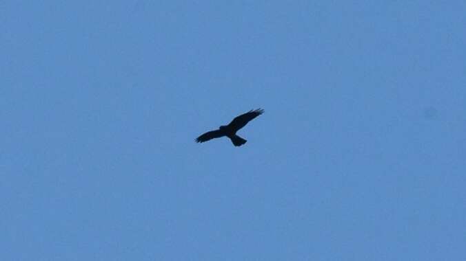 Image of Grey-faced Buzzard