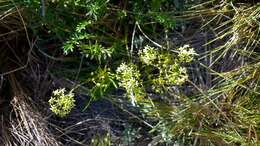 Image of Azorella acaulis (Cav.) Drude