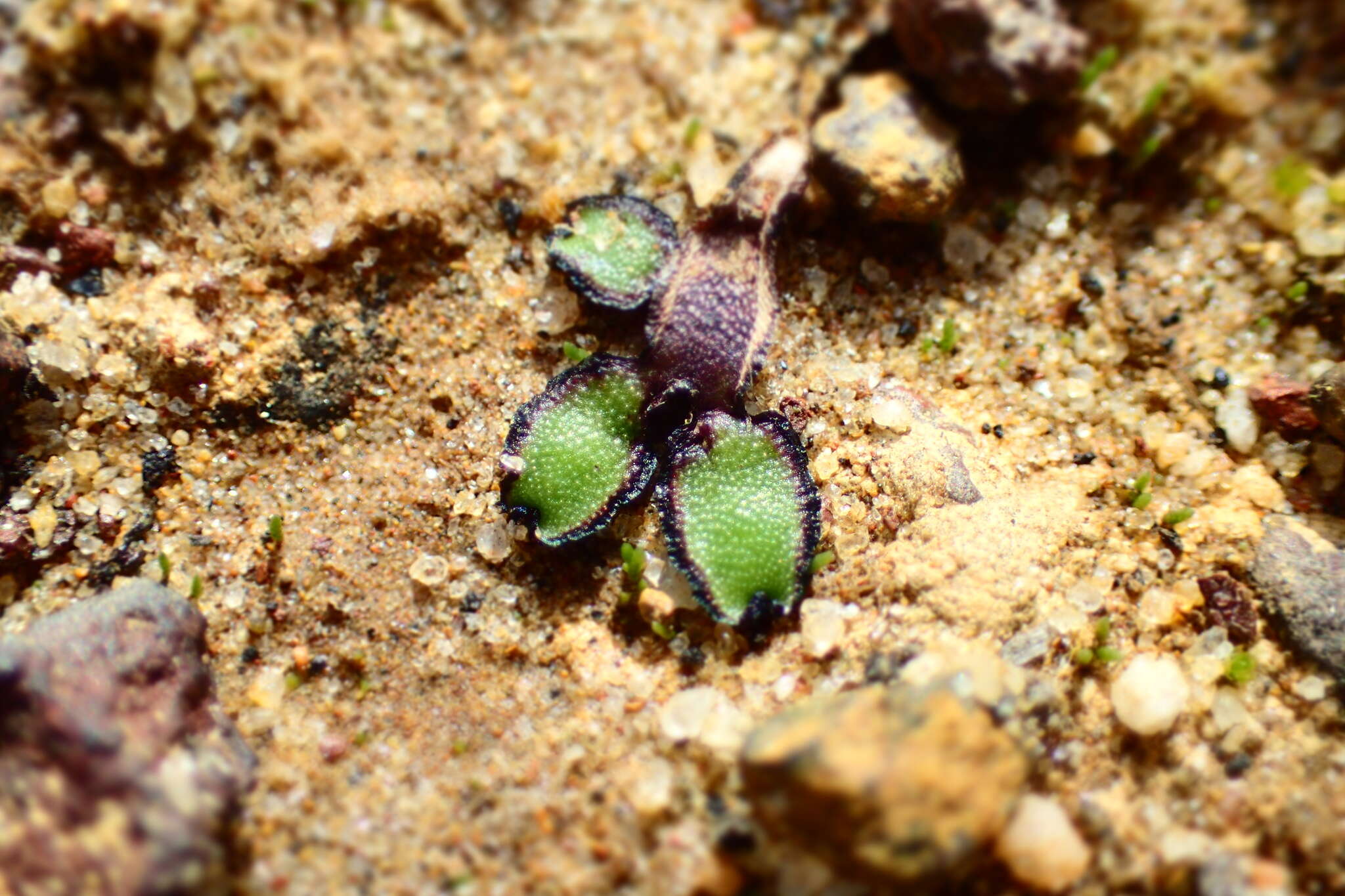 Image of Asterella drummondii (Taylor) R. M. Schust. ex D. G. Long