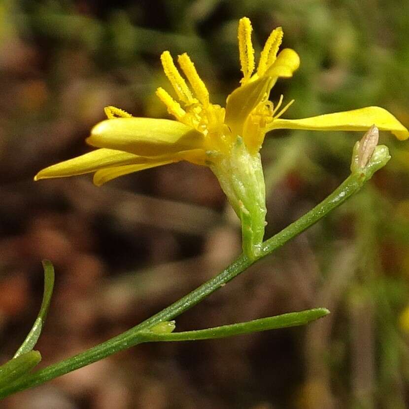 Image of broomweed