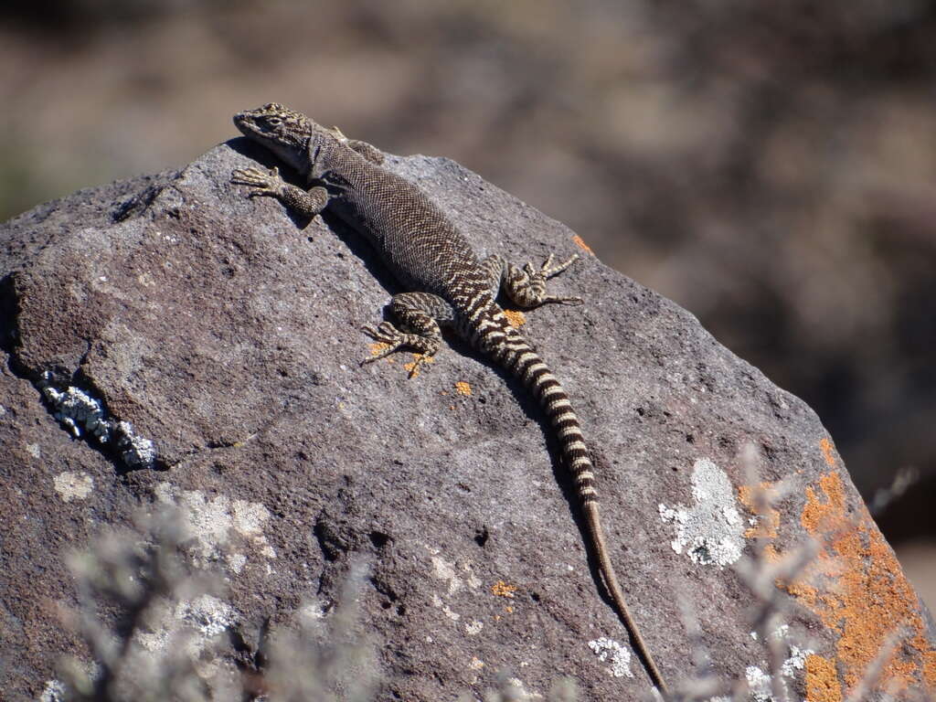 Liolaemus petrophilus Donoso-barros & Cei 1971 resmi