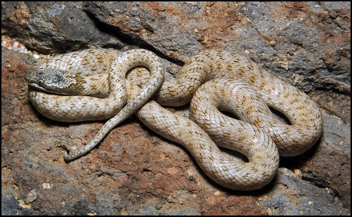 Image of Hypsiglena chlorophaea deserticola Tanner 1946