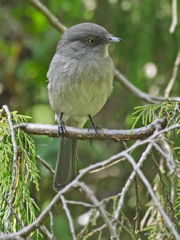 Image of Abyssinian Slaty Flycatcher