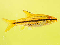 Image of Copperstripe barb