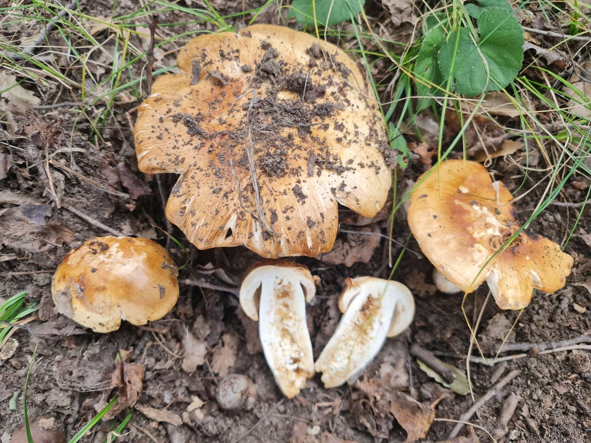 Image of Russula subfoetens W. G. Sm. 1873