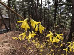 Image of Korean goldenbell tree