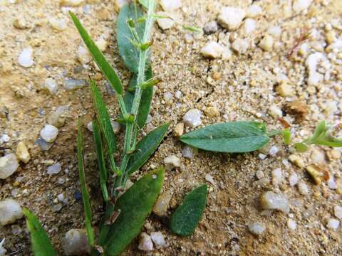 Plancia ëd Psoralea monophylla (L.) C. H. Stirt.